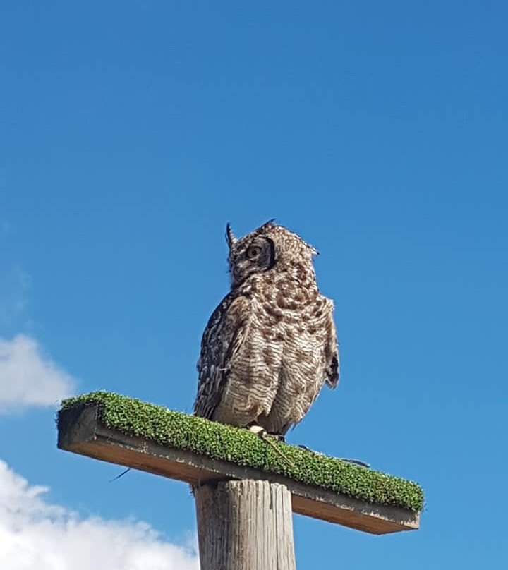 Dullstroom Bird of Prey & Rehabilitation Centre-德尔斯特鲁姆必去景点