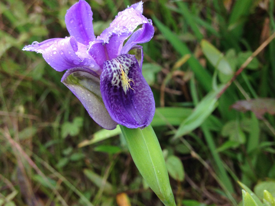 Shirui Kashung-Ukhrul必去景点