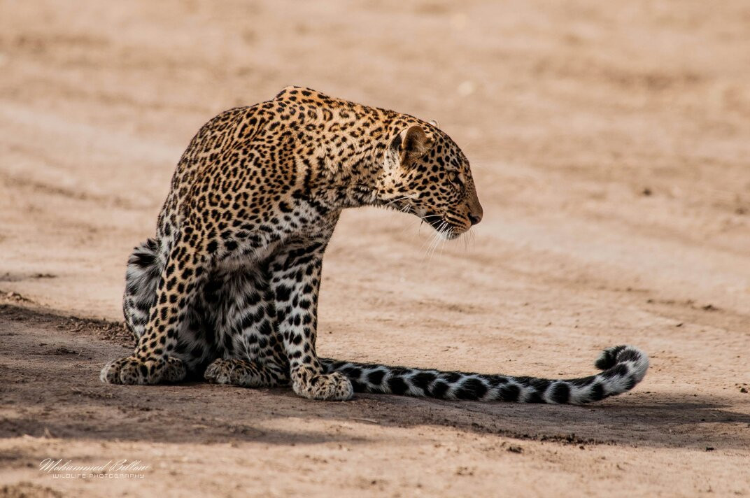 Aquila Safaris-奈瓦夏必去景点