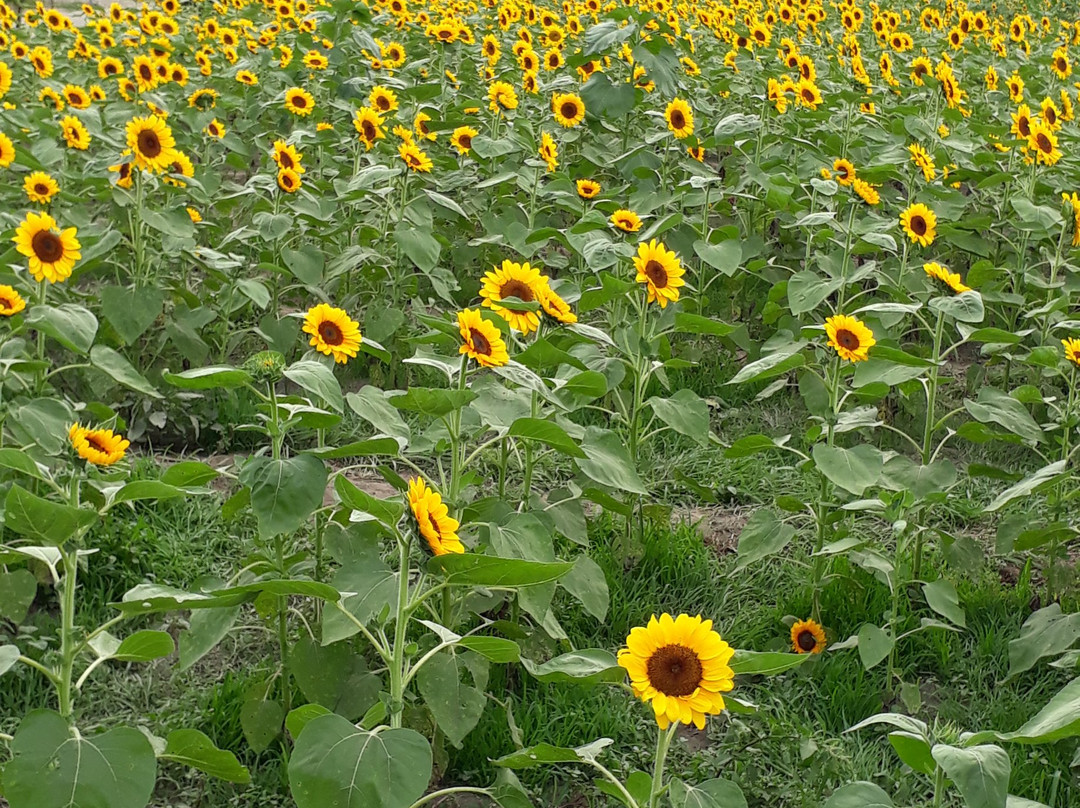 Mariano's Blooming Agri-Tourism Park景点图片