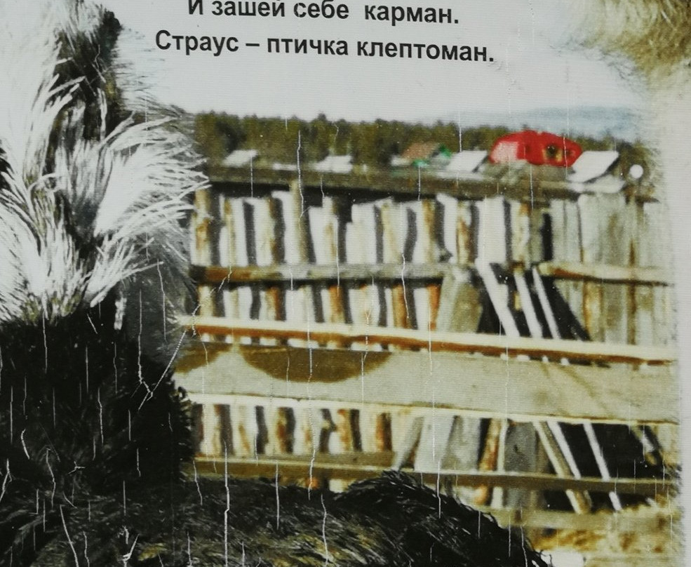 Ostrich Valley-Sarafanovo必去景点