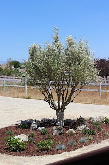 Refugio Paso Robles主图