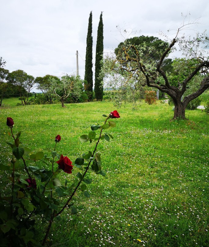 Azienda Agricola Romeo-蒙特普尔恰诺必去景点