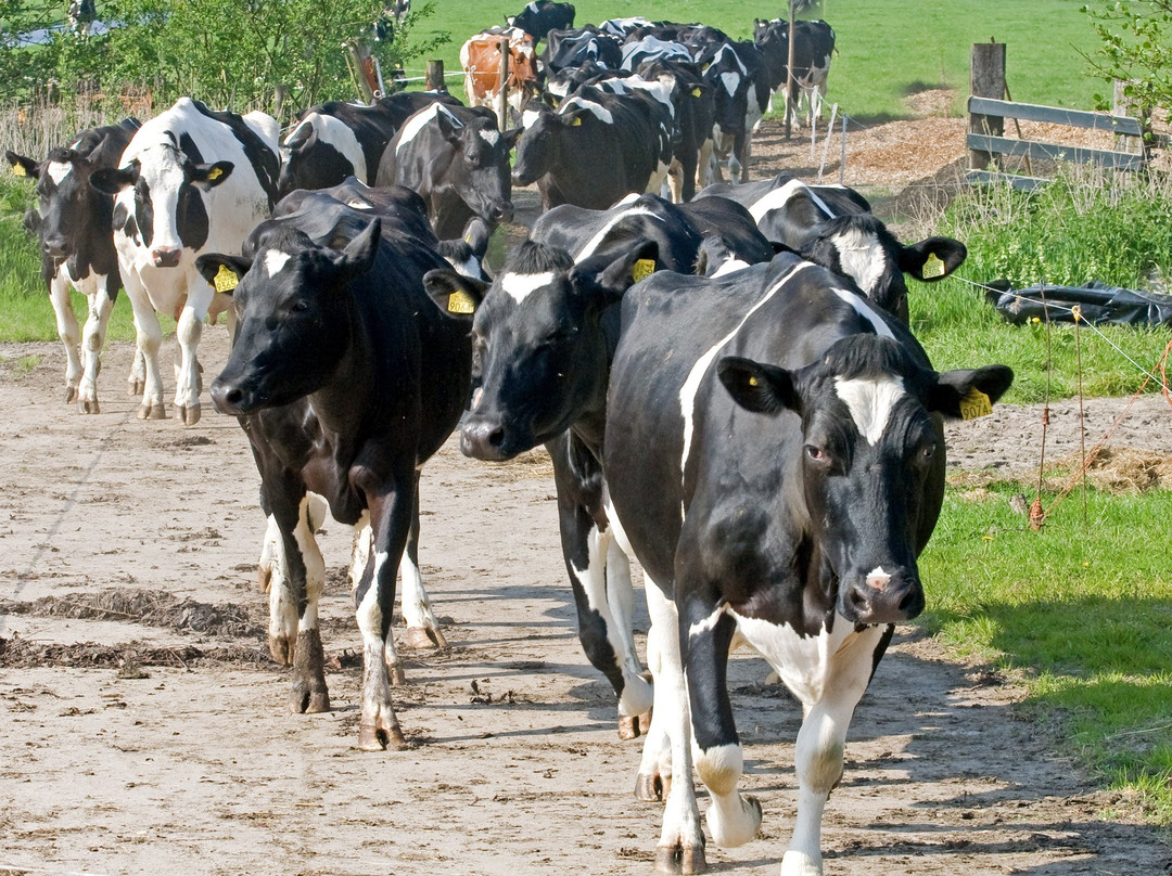 Organic Cheesefarm, Ruyge Weyde-Oudewater必去景点