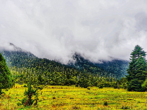 南伊沟-米林县必去景点