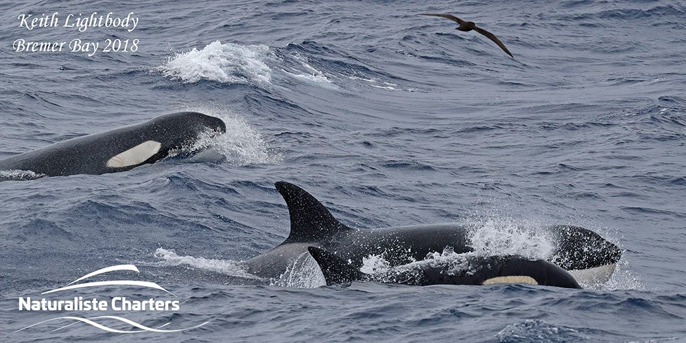 Naturaliste Charters Whale Watching景点图片