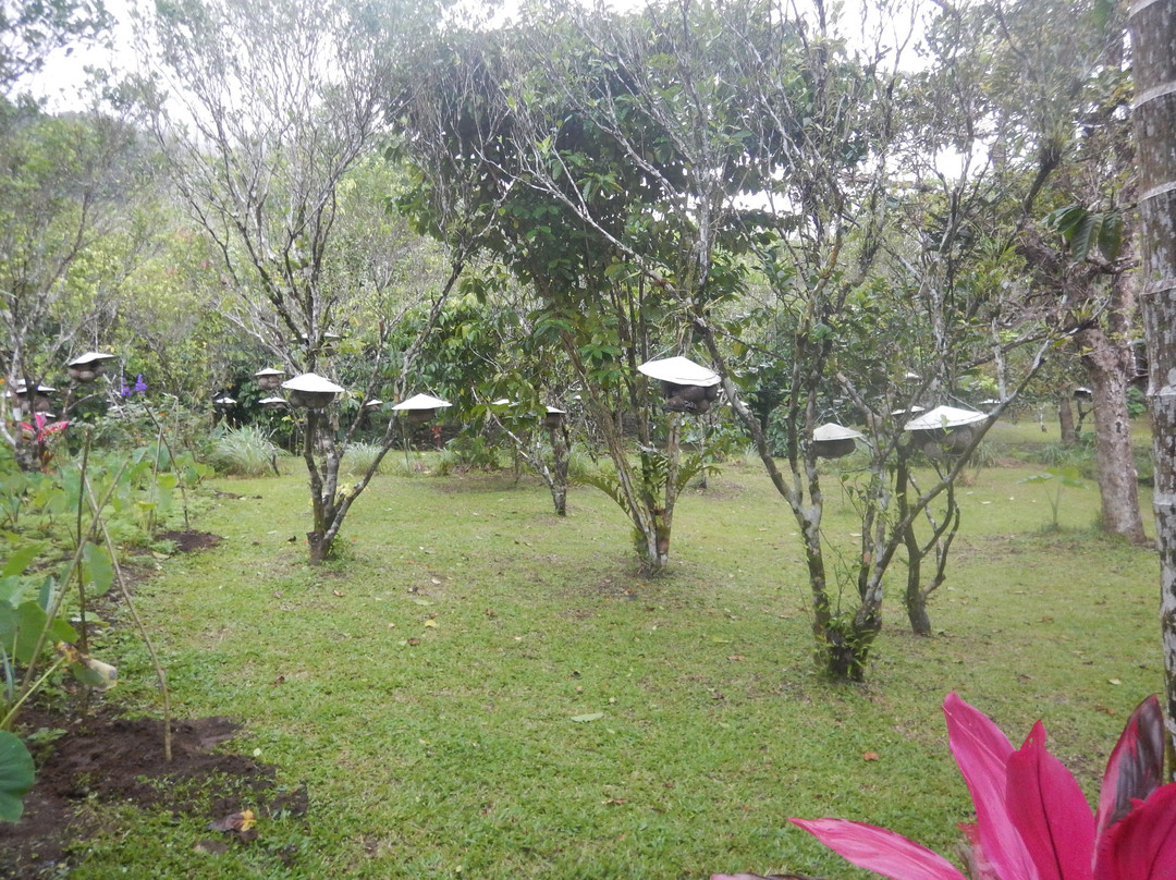 Balay Buhay Sa Uma Bee Farm景点图片