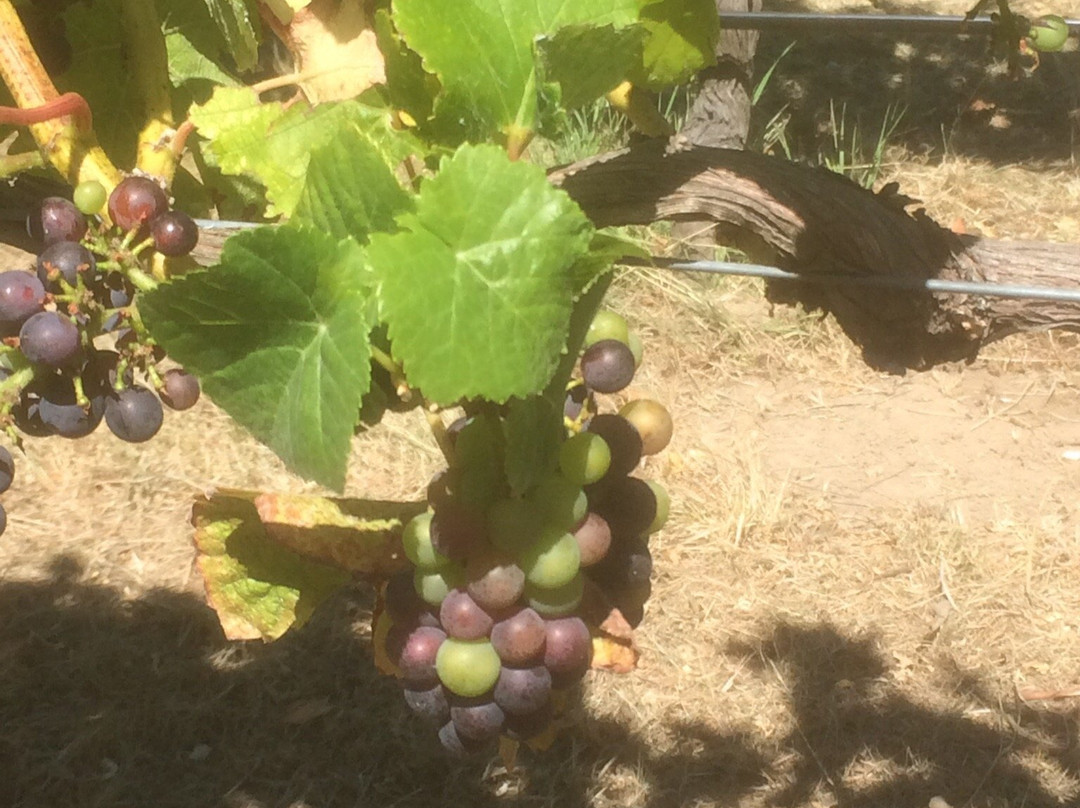 Vynfields-马丁堡必去景点