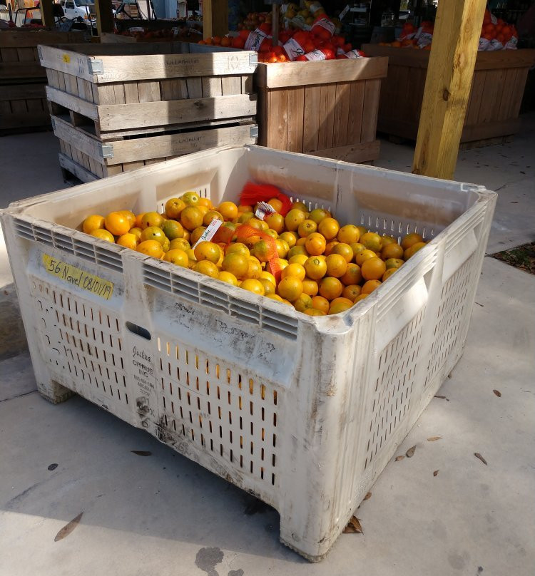 Joshua Citrus-阿卡迪亚必去景点