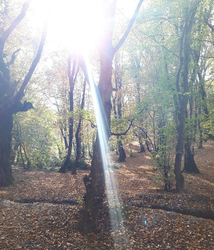 Alangdareh Forest Park景点图片