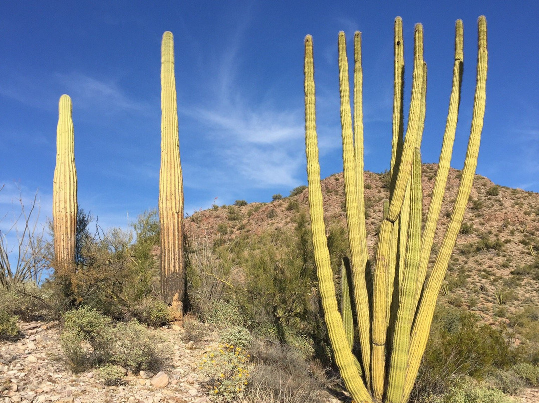 Puerto Blanco Scenic Drive-Ajo必去景点