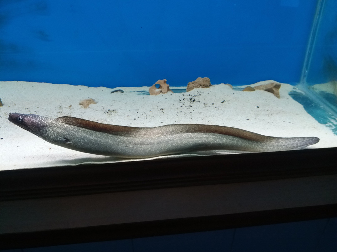 Karwar Aquarium-Karwar必去景点