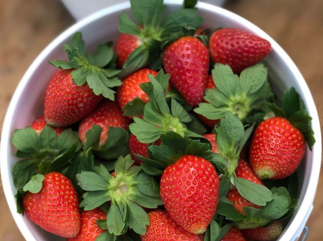 Mick Farms-圣克劳德必去景点