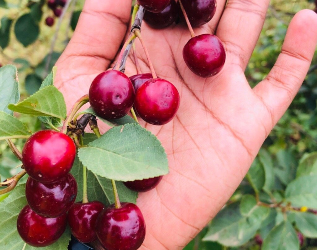 Blue Hills Berries and Cherries-Silvan必去景点