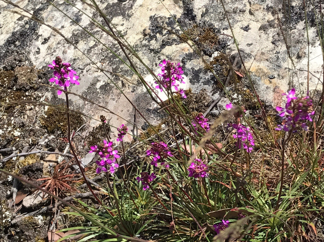 Mount Misery Walk-Huonville必去景点