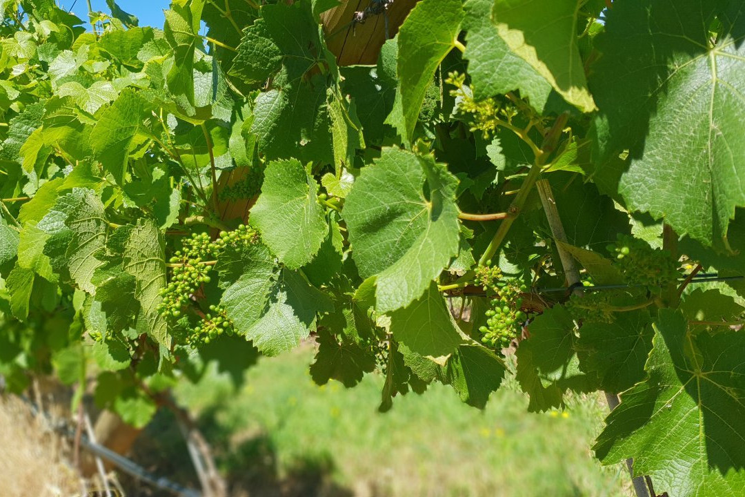Wobbly Boot Vineyard-Campania必去景点