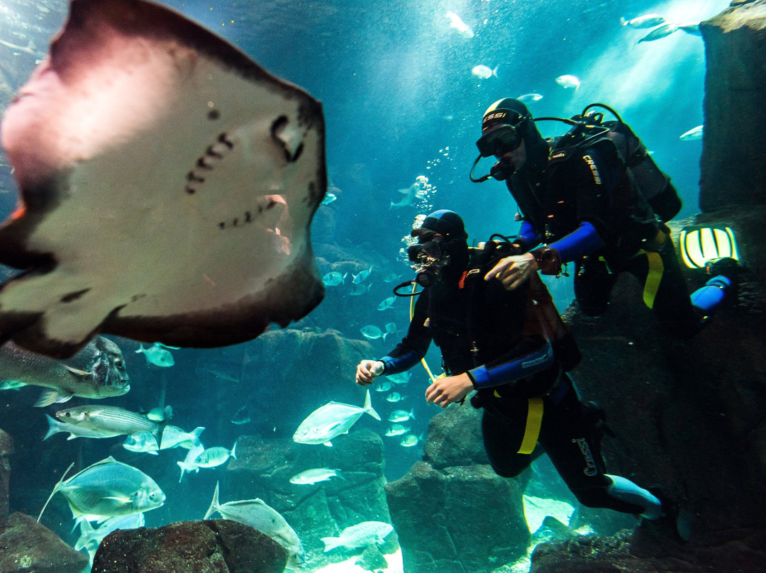 Lava Diving Center-莫尼什港必去景点
