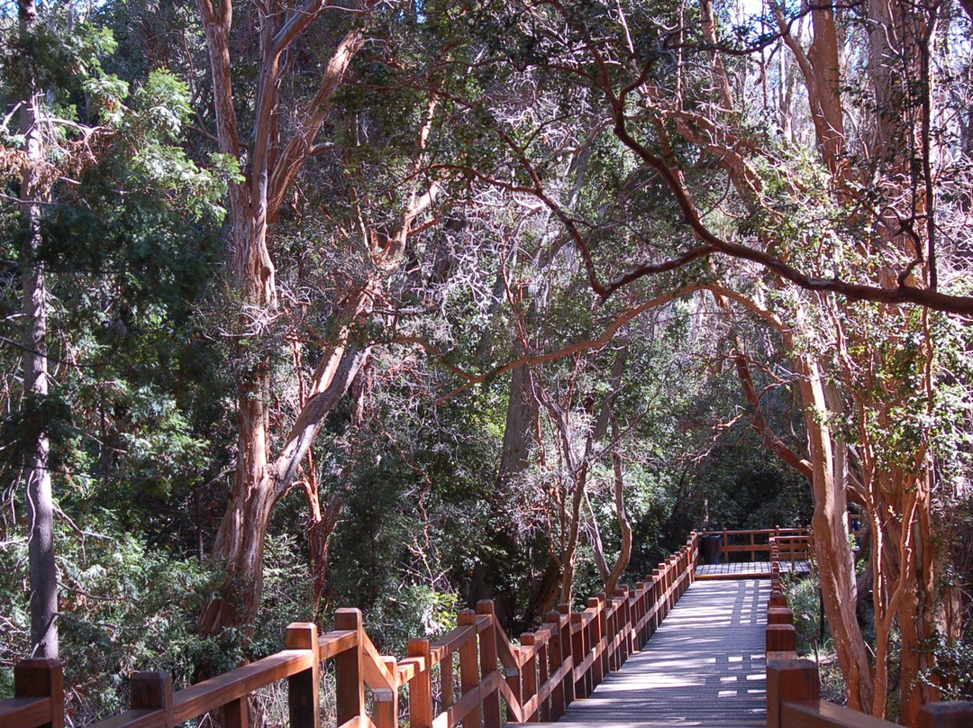 Bosque de Los Arrayanes景点图片