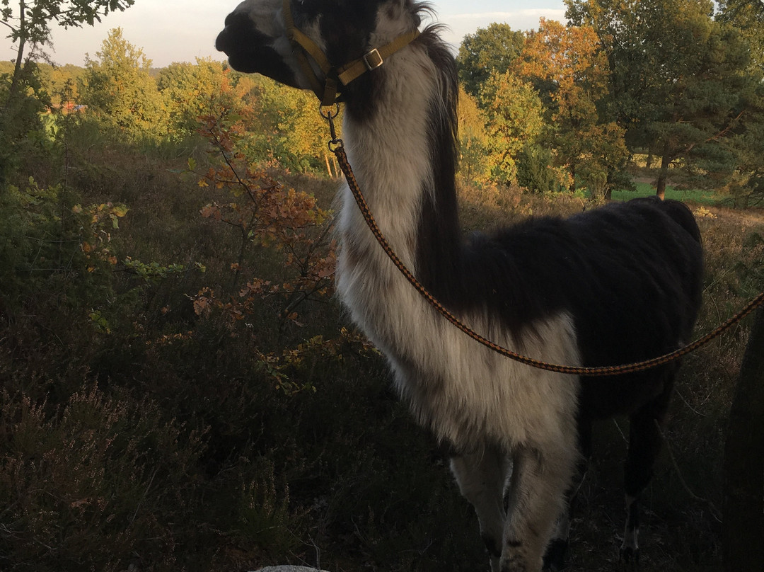 Heide-Lama-Trekking Day Tours景点图片