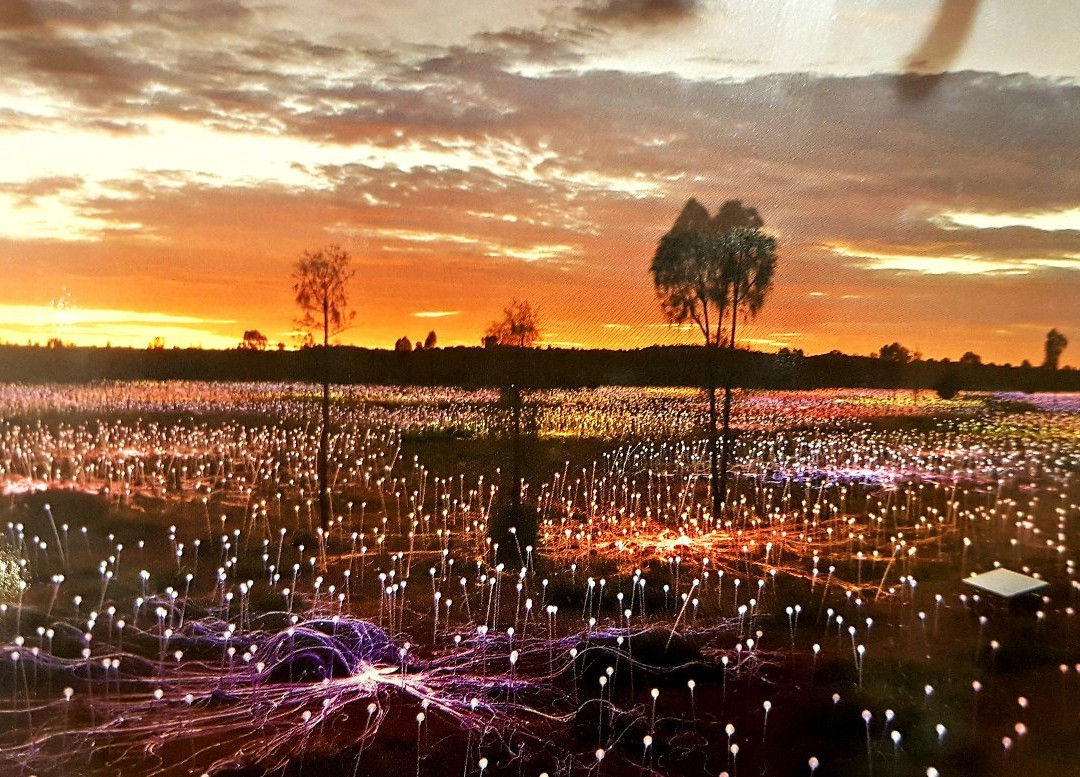 Field of Light景点图片