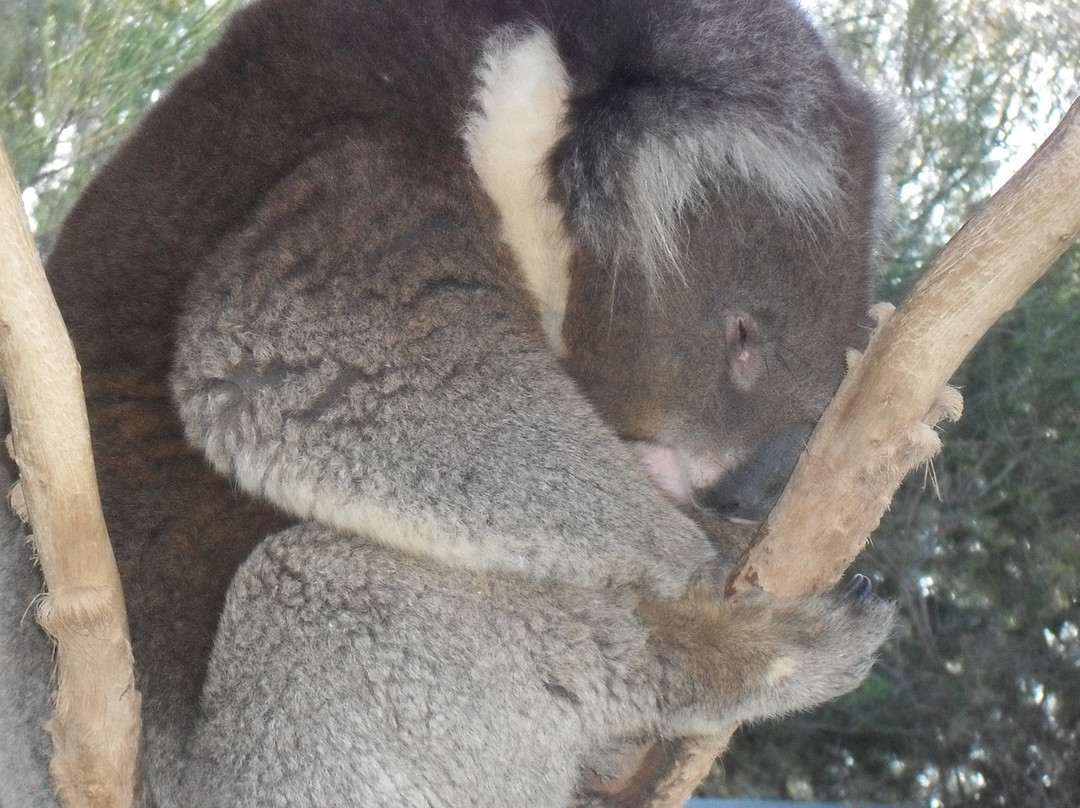 Kyabram Fauna Park景点图片