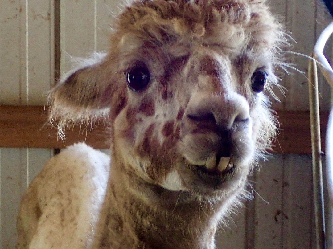 Last Penny Farm Alpacas景点图片