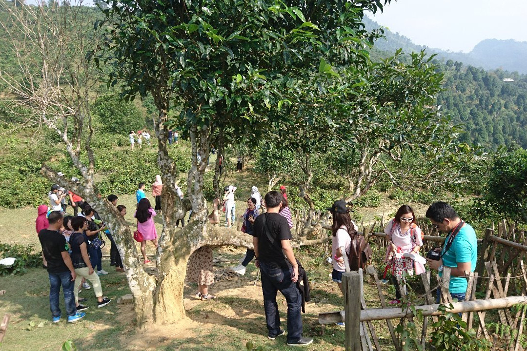 Suoi Giang - Yen Bai-Yen Bai必去景点