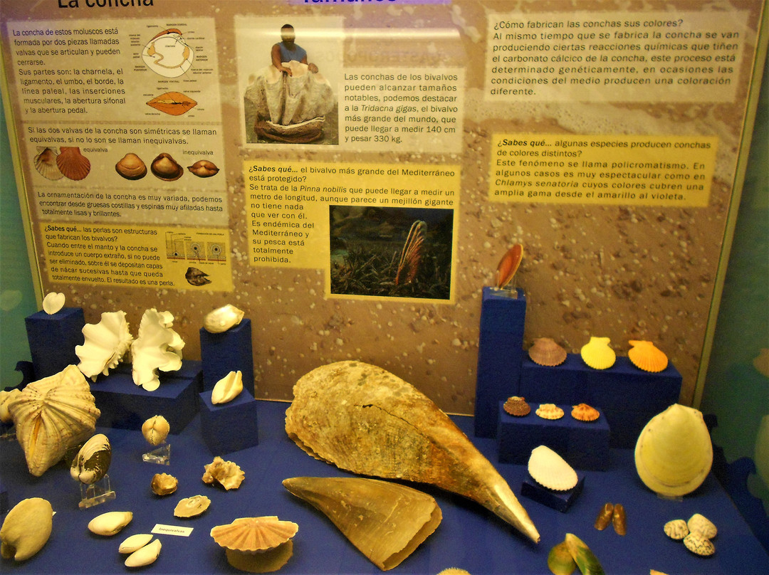 Museo Paleontologico de Elche景点图片
