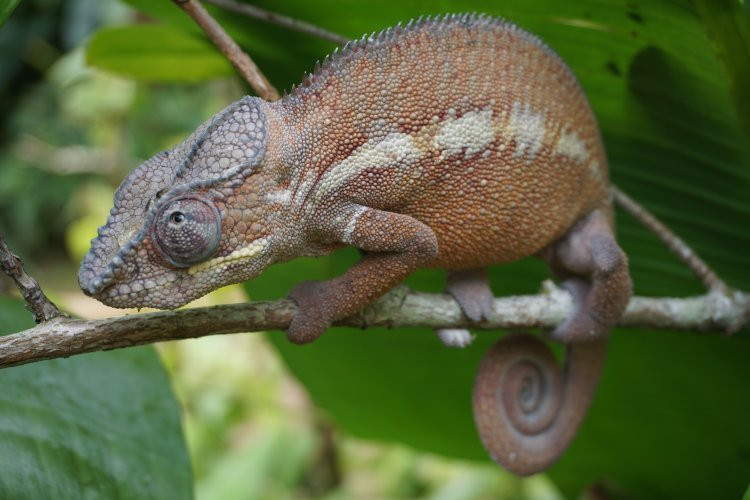 Madagascar Exotic景点图片