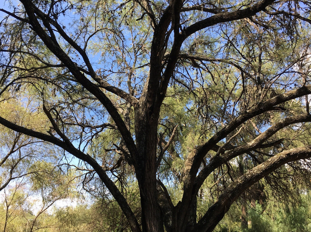 Parque Ecologico El Sabinal-阿瓜斯卡达特斯必去景点