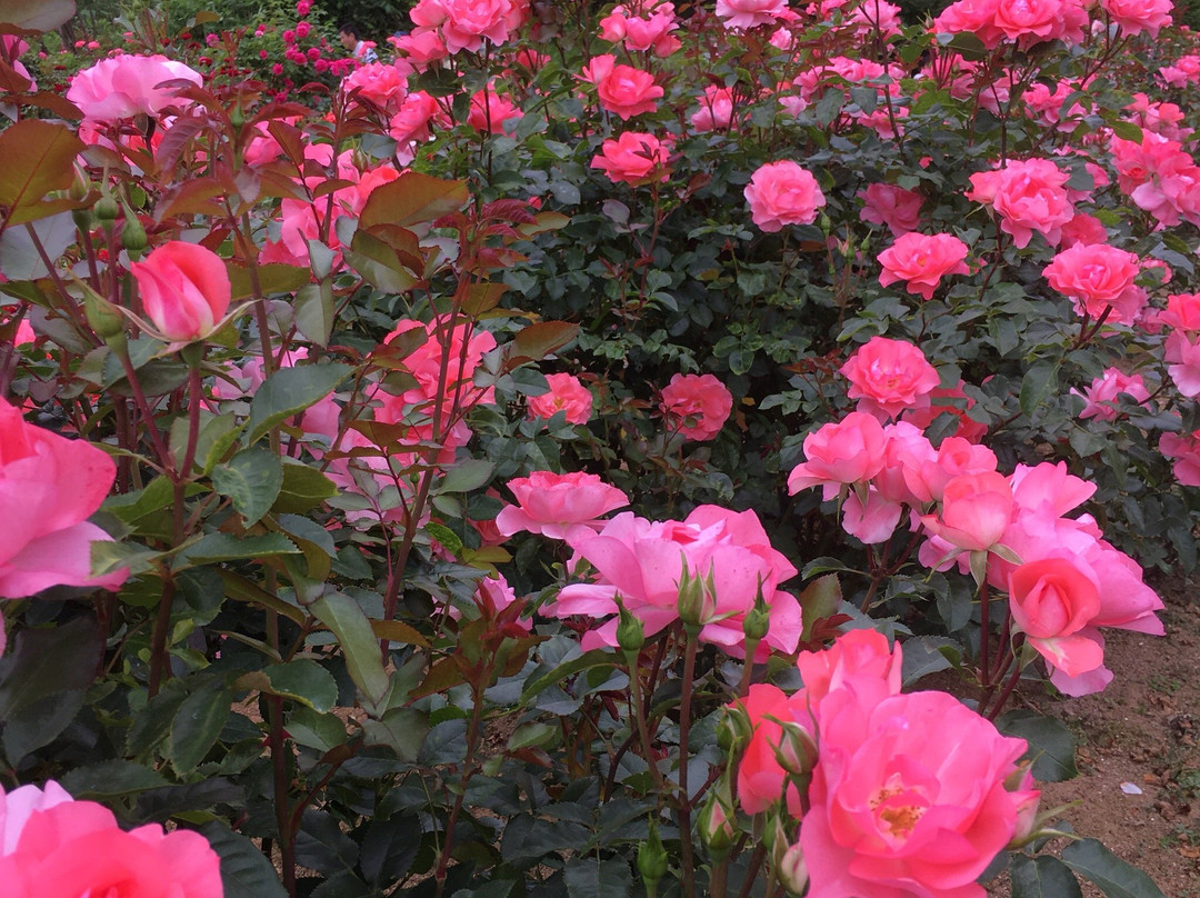 Kamo City Sports Fuyutorigoe Ski Garden-加茂市必去景点