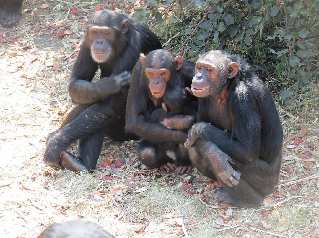 Chimfunshi Wildlife Orphanage-Chingola必去景点