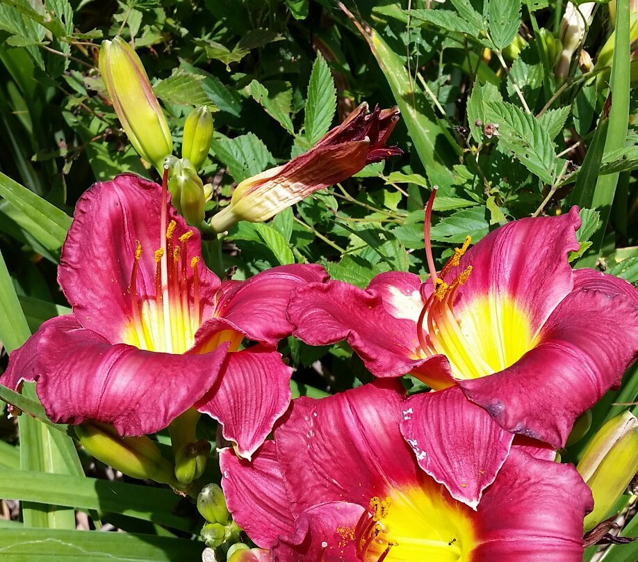 The Lily Barn Garden-汤森必去景点