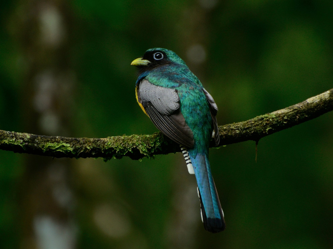 Mangrove Wildlife Tours景点图片