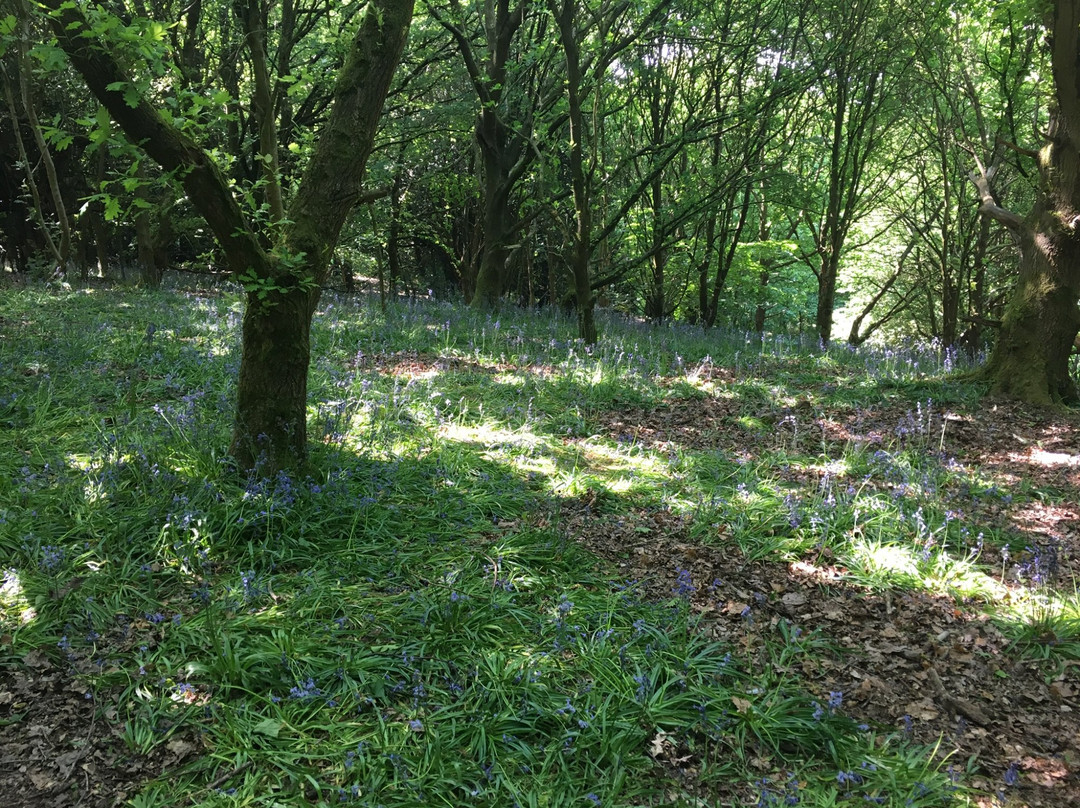 Belper Park Local Nature Reserve景点图片