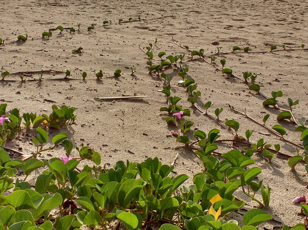 Balneario Gaivotas-Matinhos必去景点