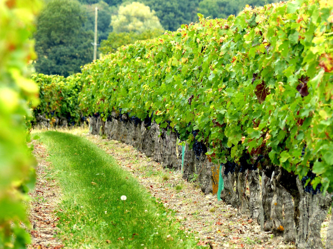 Cave des Vins de Bourgueil景点图片