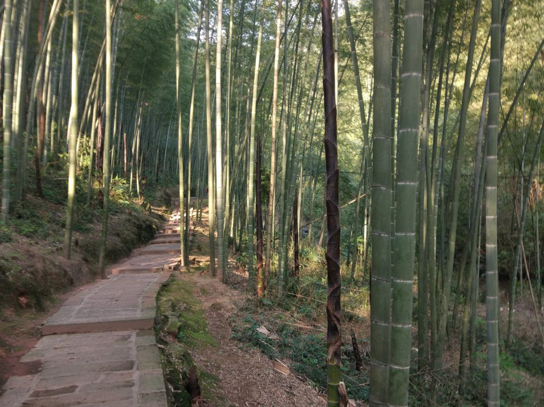 竹海山庄景点图片