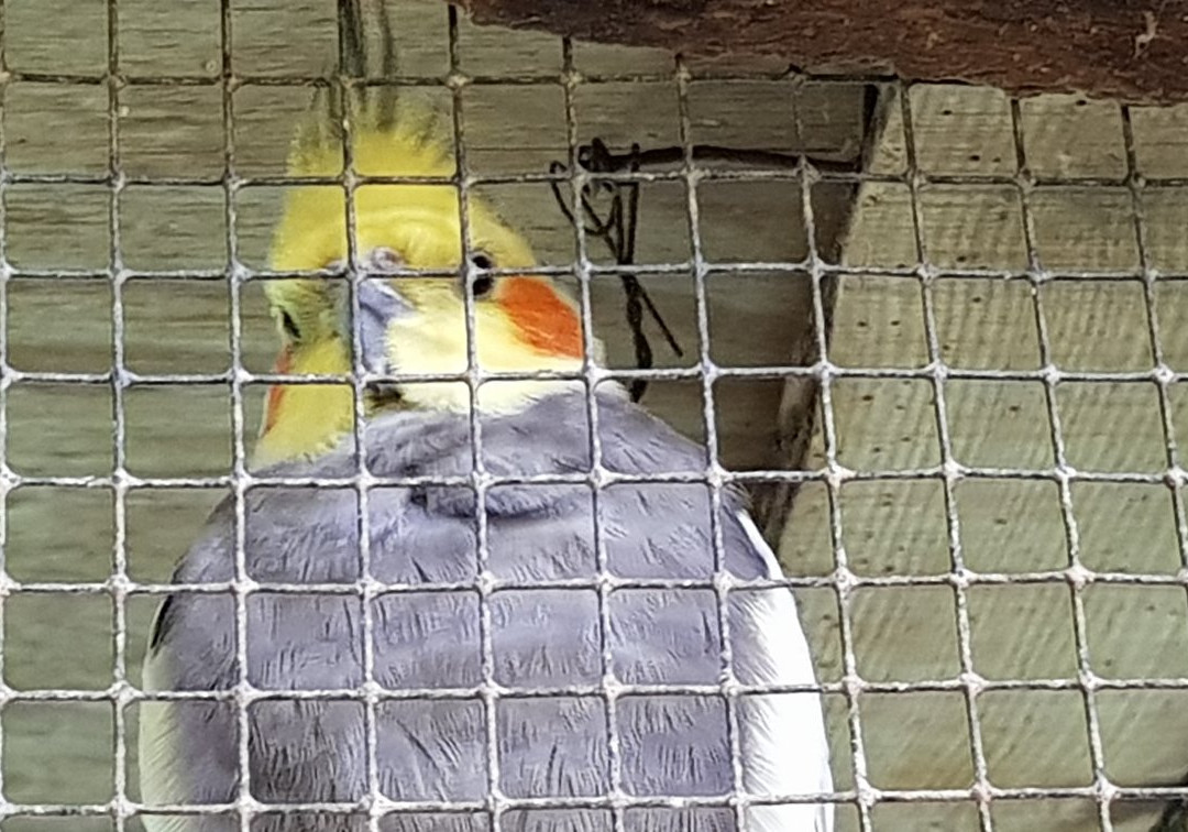 Water Fowl Sanctuary and Children's Farm-班伯里必去景点