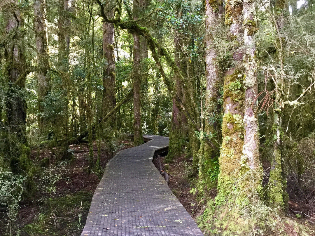 Pureora Forest Park景点图片