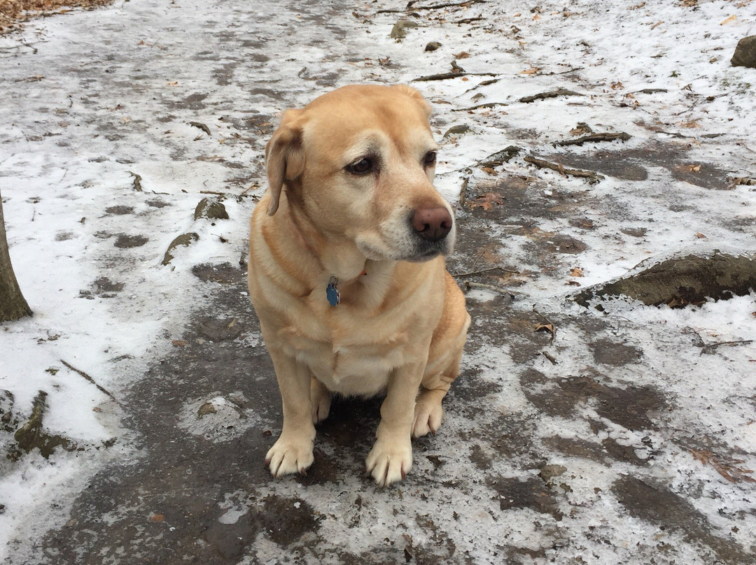 Bartlett Arboretum-斯坦福必去景点
