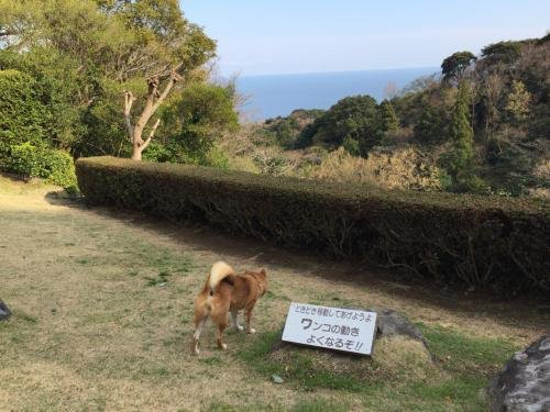 Izu Mountain Dogrun景点图片