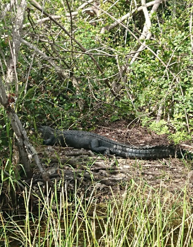 Alligator Tours景点图片