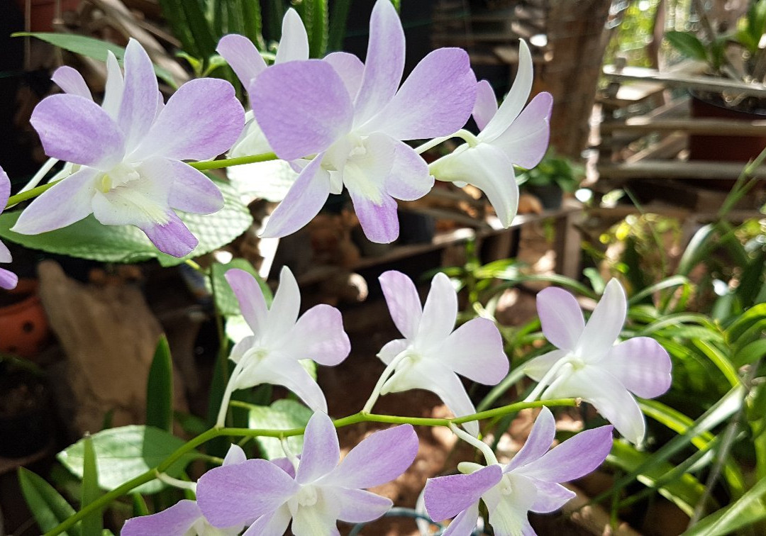 The Bonaire Botanical Garden景点图片