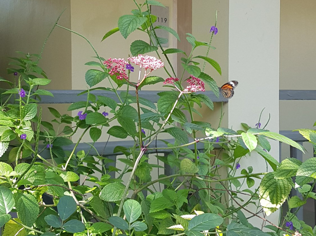 Merlin Butterfly Sanctuary-芭东海滩必去景点