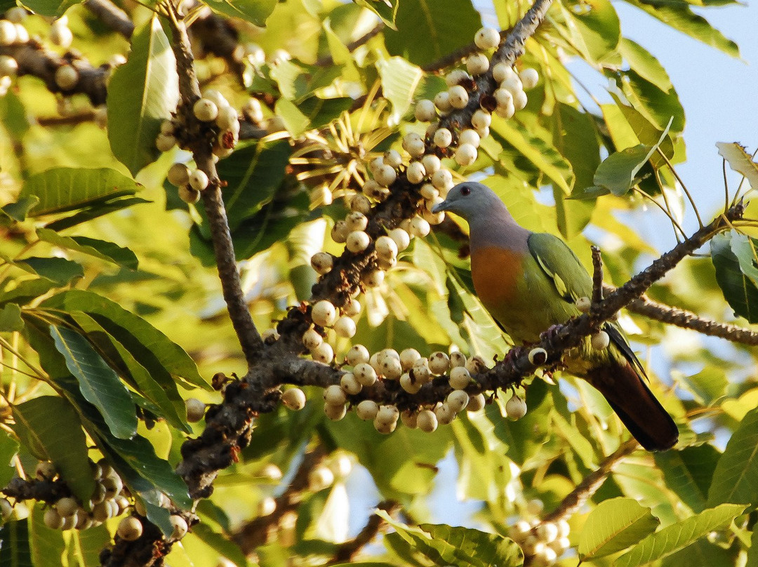 Birdpacker Birding Tours Baluran-巴纽旺宣必去景点
