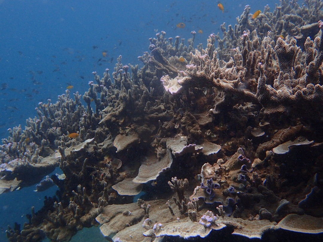 Bayu Dive Center-刁曼岛必去景点