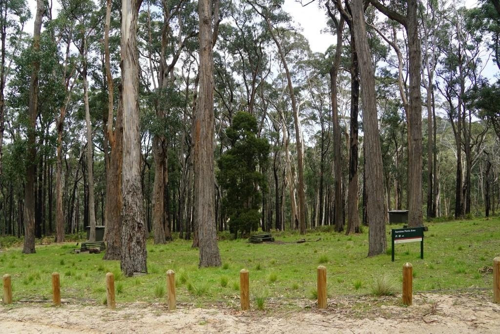 Ferntree Falls-Buangor必去景点