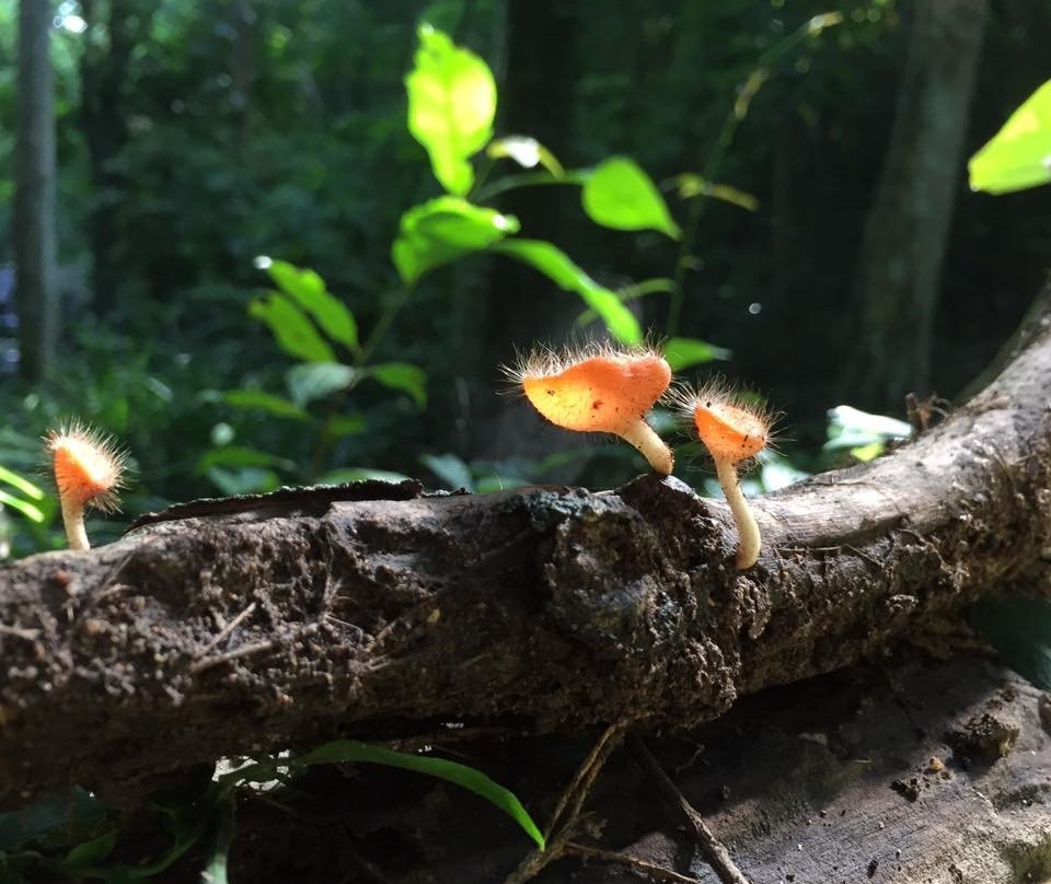 Khao Sam Lan National Park景点图片