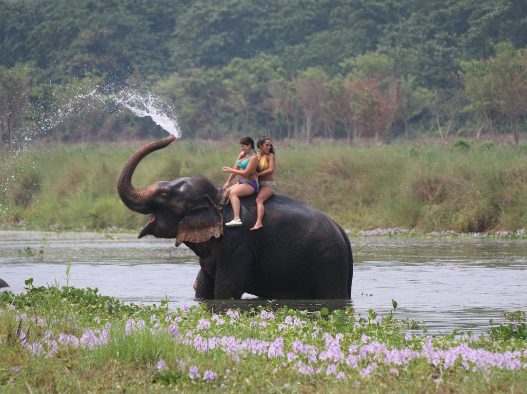 Jungle Safari Chitwan-苏拉哈必去景点